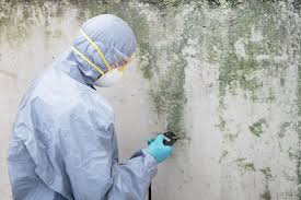 Best Water Damage & Mold Remediation in Port Vue, PA